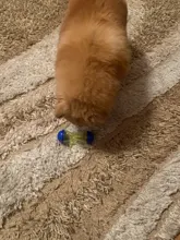 Toys Entertainment Puzzle Dog-Tumbler-Toys Leaking-Dispenser Pet-Food Treat Ball Boredom