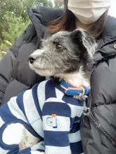 Dog-Collar Id-Plate Engraved Dogs Pitbull Custom Personalized Padded with Tag 2-Layers