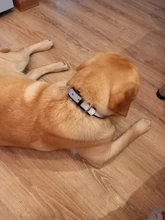 Microfiber Dog Collar Leather Safety Reflective Engraved Puppy Collar ID Name Customized