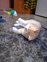 Juguete artificial de plástico para gatos y mascotas, palo con pluma de colores, varita con campana, jaula de ratón, señuelo, color al azar, 1 ud.