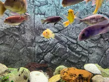 Diffuser Aquarium Bubble-Wall Air-Stone Fish-Tank Aeration-Tube Oxygen-Pump And Without