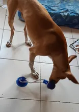 Juguetes para mascotas con copa de succión perro juguete con bola goma termoplástica para limpieza de perro juguetes para perros pequeños, perro de juguete