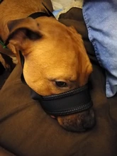 Correa de cuello de cabeza acolchada para perro, herramienta de entrenamiento para dejar de tirar