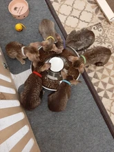 Dog-Bowl Puppy-Litter Silverstainless-Feeder Pets Dish-Weaning Food-Feeding Water And