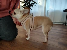 Vest Leash-Set Puppy-Harness Dog No-Pull French-Bulldog Pet-Chihuahua Small Padded Adjustable