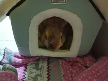 HOOPET-casa de perro para interior, cálida perrera, nido de cueva de Gato, nido de conejo, esterilla extraíble lavable, cama de dormir acogedora para gatos