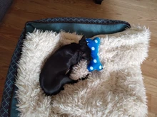 1pc forma de hueso de perro de juguete mordedura divertida resistente de cachorro chillón juguete para morder juguetes para suministros para perros mascota