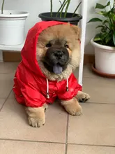 Jacket Rain-Coat Labrador Alaska Puppy-Doberman Waterproof Dogs Large Medium Husky TLC02