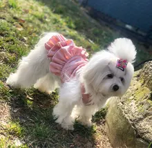 Warm Pet Dog Dress Vest Jacket For Dogs Cats Winter Chihuahua Yorkies Clothes Maltese