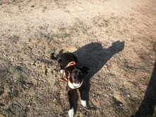 Pet-Harness Truelove Walk Padded Seat-Belt Handle Reflective-Dog Adjustable Small Soft