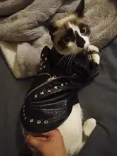 Pet Clothing Costumes Coat Kitten-Outfits Yorkshire Puppy Winter Warm Autumn for Chihuahua