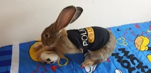 Traje de policía para Cosplay de perros y gatos, chaleco elástico negro, camiseta de cachorro, accesorios, ropa, disfraces