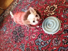 Bowl Pets-Feeder Food-Plate Puppy-Cat-Eating Anti-Choking Plastic New Pet-Dog