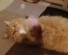 Pet-Cat-Toy Cat Catcher Bird-Feather Plastic For Cats Bell Plush with Newly-Design 100cm-Length