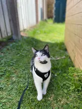 Cat-Harness Leash Mesh Bulldog Cats Small Dog Kitten Chihuahua French Breathable Nylon