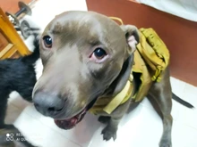 Vest Pouches Pet-Harness Dogs No-Pull Training Molle Military Hiking Tactical Large Medium