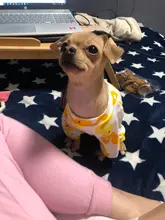 Dogs-Pajamas Clothing Shirt Puppy-Jumpsuit Pomeranian Chihuahua Dog-Coat Pet-Dogs Small