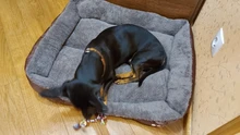 Cama de algodón para perros y gatos de diferentes tamaños, nido de lana suave, impermeable para mascotas domésticas, de 8 colores cálidos y acogedores, de tamaños (S-3XL), de otoño e invierno