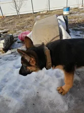 Bungee-Leash Collar German Shepherd Dogs Elastic Military Tactical Nylon for Large