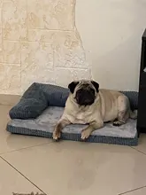 Big Dog Couch Sofa-Beds Kennel Cushion German Shepherd Large Puppy Pet-Cat-Dog Small