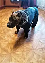 Dog-Coat Winter HOOPET for Dogs Clothing Warm Christmas Big