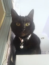 Pet-Cat-Collar Puppy-Accessories-Supplies Kitten Bell Adjustable 