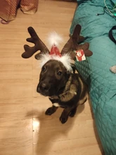 Hat Puppy-Festival-Accessories Party-Product Pet-Headband Hair-Hoop Dog Cat Cosplay Christmas