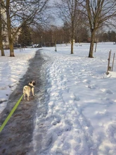 Arnés de perrito arneses de perro mascota reflectante para perros Bulldog francés Chihuahua ajustable perro de Seguridad entrenamiento chaleco para andar sin tirones