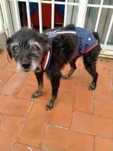 Panties Briefs Underwear Pet-Physiological-Pants Dog-Diaper Sanitary-Shorts Washable