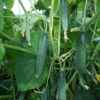 

Cucumber seeds. Bush