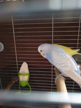 Parrot-Feeder Cage-Accessories Pet-Bird-Supplies Plastic Vegetable-Holder Food-Container