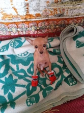 Uds barato para mascotas zapatos cálido antideslizante impermeable invierno verano calcetines York Chihuahua perros botas gato calcetines de pata de animal doméstico de atención