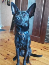 Engraved Pet ID Tags Personalized Pet ID Name Number Address for Dog Cat Puppy Collar