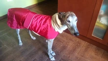 Jacket Clothing Coat Greyhound Waterproof Dog Dogs Large Super-Warm Medium Thick 