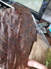 Betta Fish Shrimp Aquarium Almond-Leaves Natural Indian 10pcs Habitat Terminalia Kill-Bacteria