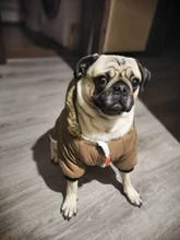 Pet-Dog-Clothes Clothing Coat Jacket Outfit Pets-Puppy-Costume French Bulldog Small Dogs