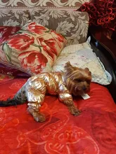 Ropa de abrigo para Perros Bulldog Francés, Ropa de cachorro, Chihuahua, yorkie, abrigo de perrito mascota, chaqueta, perros, mascotas