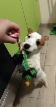 Perro de juguete duradera lindo papá pato haciendo sonido perro de peluche juguetes masticables para cachorros formación juguetes para la dentición para pequeños perros mediano