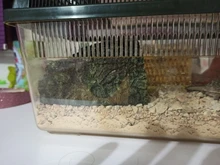 Aquarium Turtle Cave Fish-Hiding Reptile Hide Habitat-Decor Basking Landscaping