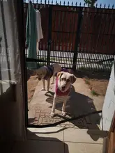 Gate Enclosure Dog-Fences Safe-Guard Dogs Magic Mesh Ingenious for And Install Pet-Dog