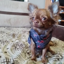 Ropa cálida para perros pequeños, abrigo para perros a prueba de viento, chaqueta acolchada, atuendo con chaleco, ropa para Chihuahua y Yorkshire 35