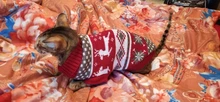 Pet Cat Reindeer Sweater Winter Warm Cat Clothes for Cats Kedi Outfit katten Clothing