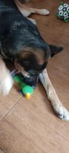 Perro de juguete duradera lindo papá pato haciendo sonido perro de peluche juguetes masticables para cachorros formación juguetes para la dentición para pequeños perros mediano