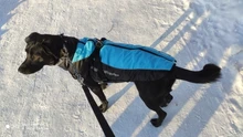Vest Jacket Dogs-Harness Dog Coat Reflective Waterproof Outfit Large Thick with Fur-Collar