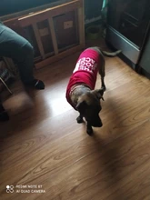 Sudadera con capucha para Perro, Ropa de invierno para mascotas, abrigo, Chaqueta de algodón, Ropa para Bulldog Francés