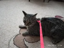 Arnés de nailon para Collar de Mascota, correa ajustable de tracción, cuello Halter de correa para animales, gatitos y mascotas, patrón aleatorio