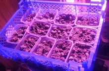 Phyto-Lamp Floodlight Seeding-Lamp Flower Plants-Tent Grow-Box Outdoor Full-Spectrum