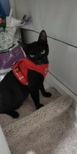 Arnés para gato a cuadros para gatos, conjunto de arnés y correa de malla para Mascotas, productos para gatos, accesorios para Gotas
