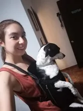 Gato bolsa frente mochila portador de chihuahua de perro de peluche mochila perros pequeños de mascotas productos para mascotas perros chien