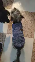 Ropa de Perro para perros pequeños de Jersey para Perro Ropa para perros de invierno Ropa de Chihuahua clásico mascota traje de Ropa Perro 20-22S1